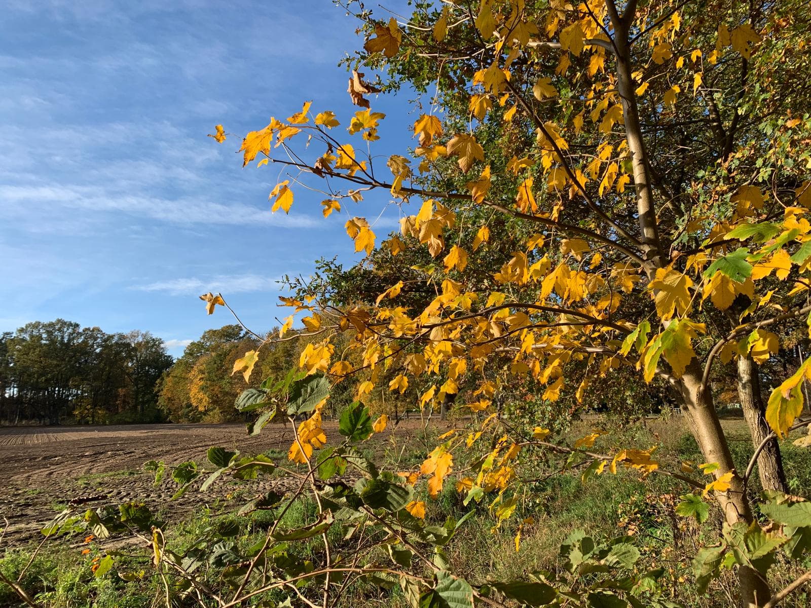 Herbstliche Blätter